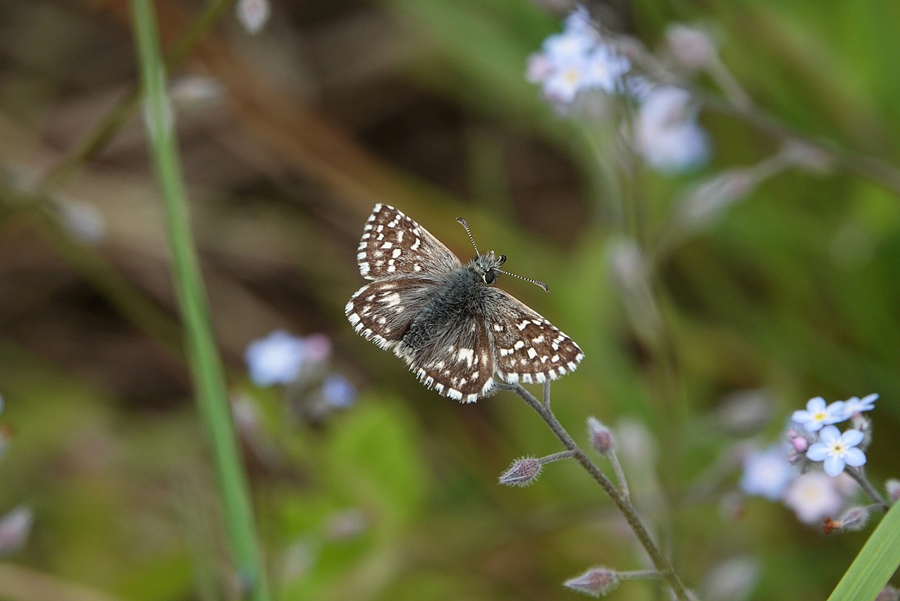 Grizzled Skipper - Dave Piper